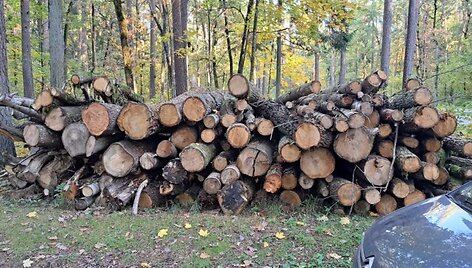 Babėnų &scaron;ilas, pagaliau atitekęs Kėdainių rajono savivaldybės žinion, kone i&scaron; karto buvo &bdquo;pra&scaron;ienautas&ldquo;. Nors buvo žadėta, kad i&scaron;pjaus apie 250 kubinių metrų medienos, realybė, deja, pasirodė esanti kur kas liūdnesnė
