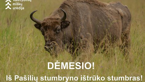I&scaron; Pa&scaron;ilių stumbryno i&scaron;trūko stumbras