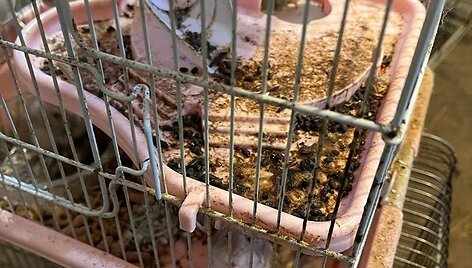 Prekeivis antisanitarinėmis sąlygomis neteisėtai laikė &scaron;imtus gyvūnų