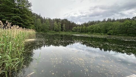 Dumblių niokojamas Žiežulio ežeras Varėnoje