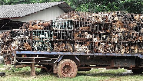 Tailande išgelbėti šunys
