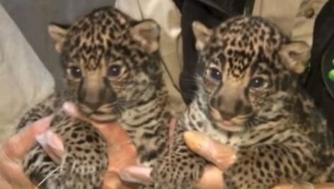San Diego zoologijos sode gimę dviejų savaičių jaguaro mažyliai