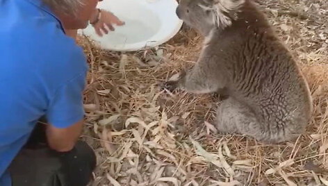 Gaisrai Australijoje naikina koalų populiaciją