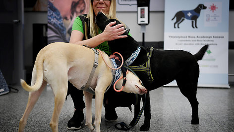 Helsinkio oro uoste šunys mokomi užuosti koronavirusą