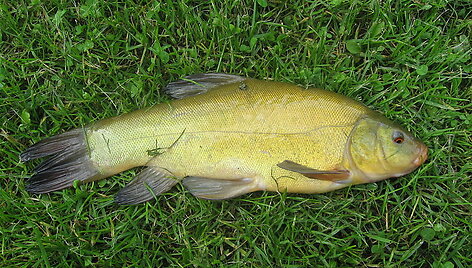Lynas (lot. Tinca tinca, angl. Tench, vok. Schleie) &ndash; karpžuvių žuvis, priklausanti karpinių (Cyprinidae) &scaron;eimai.