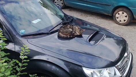 Katė ant automobilio