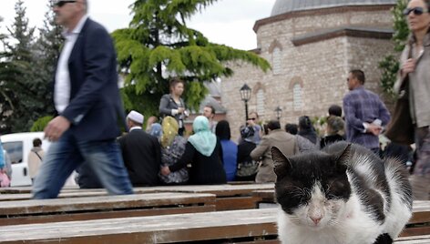 Turkijoje ir &Scaron;iaurės Kipre gausu įvairių gyvūnų