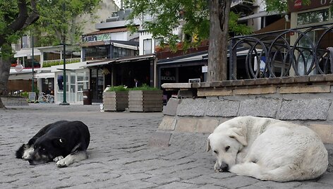 Turkijoje ir &Scaron;iaurės Kipre gausu įvairių gyvūnų
