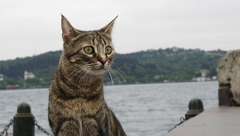 Turkijoje ir &Scaron;iaurės Kipre gausu įvairių gyvūnų