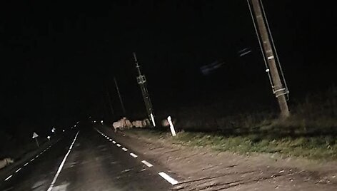Laisvai vaik&scaron;tantis arkliai &scaron;alia Ažulaukės kaimo Vilniaus rajone