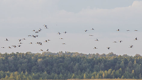 Gervės rudenėjančiame Žuvinte