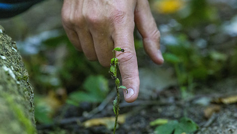 Į Žuvinto biosferos rezervatą ateina ruduo. Buktos miškas ir šiemet atrastas naujas augalas – gegužraibinių šeimos skiautalūpių genties rūšis.