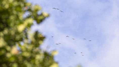 Dzūkijos-Suvalkijos saugomose teritorijose rengiamos paukščių išlydėtuvės