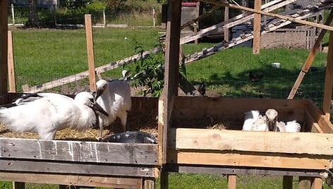 Paplauskų sodyboje gyvenantys gandrai