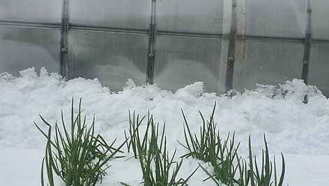 Sniegas gegužės 3 dieną Viduklėje, Raseinių rajone
