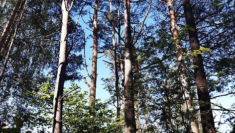 Mi&scaron;kas &scaron;alia Pakonių kaime
