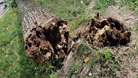 Išverstas medis Vilniaus Minties gatvėje