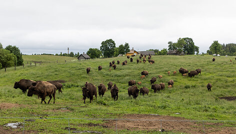 Bizonų ūkis Molėtų rajone