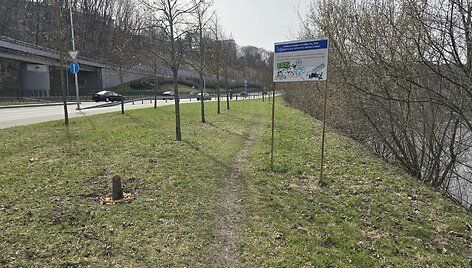 &bdquo;Nukirstas&ldquo; medis &scaron;alia Neries Vilniuje