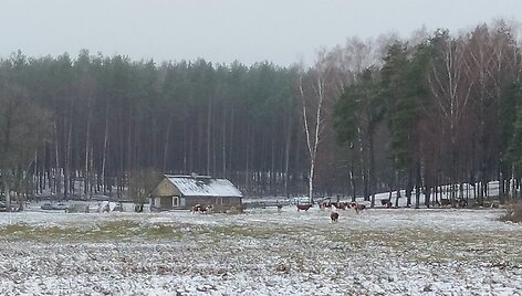 Gyventojus terorizuojanti galvijų banda