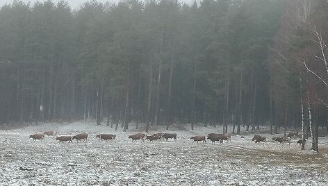 Gyventojus terorizuojanti galvijų banda