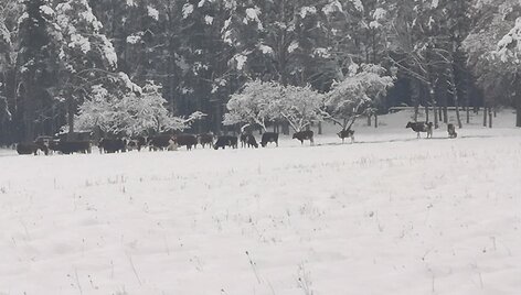 Gyventojus terorizuojanti galvijų banda