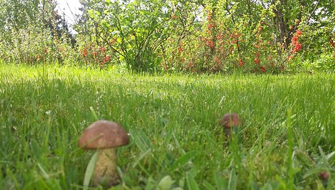 Paberžiai jau auga Kauno rajone