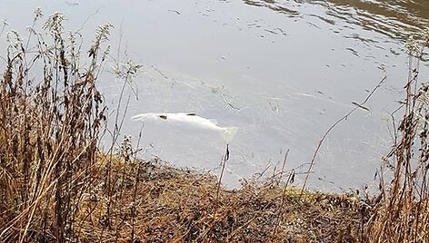Nugai&scaron;usios la&scaron;i&scaron;os Neryje