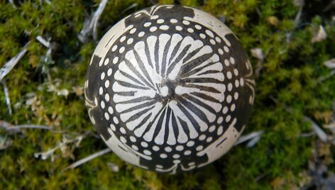 Margučiai &bdquo;aviliukai&ldquo;