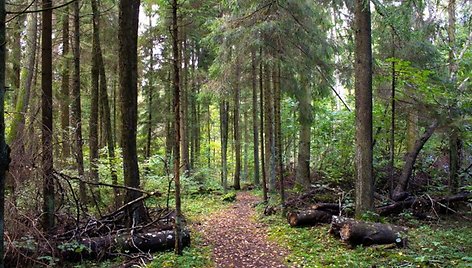 Dubravos rezervatinės apyrubės miškas-3