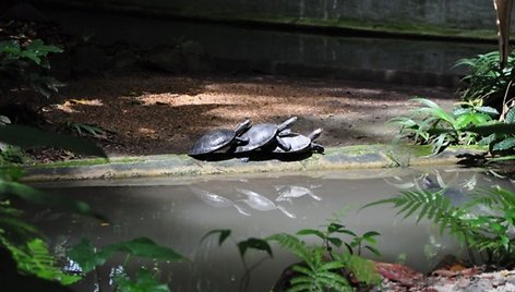 Vežliai zoolgijos sode Manause