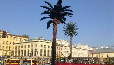 Šokoladinė palmė Varšuvoje