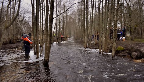 Kuojų gaudymas Saremos salos upelyje