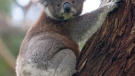 Nežinomas Australijos veidas: nuo nuodingiausios gyvatės iki tiesiausio pasaulyje kelio