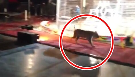 Скриншот с видео