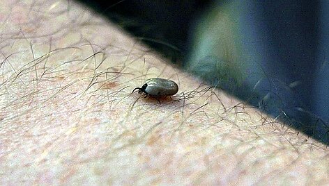 Активизировались клещи: их вдвое больше, чем в прошлом году