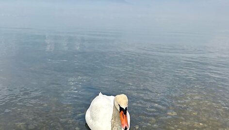 Vevė