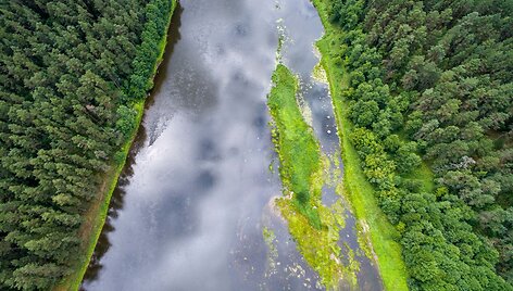 Nemuno vingis ties Druskininkų kaimu