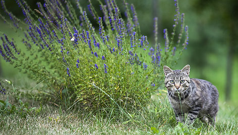 Sodyba – ūkis „Lavender Village“