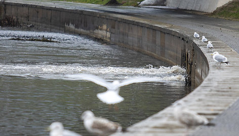 Į Nerį iš vamzdžių plūstantis vanduo neramina vilniečius