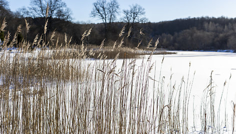 Žiema