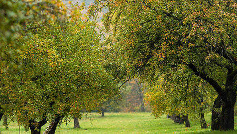 Ruduo Pavilnių regioniniame parke