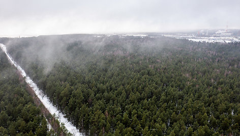 Miškas Panerių seniūnijoje, kurį norima paversti žvyro ir smėlio karjeru