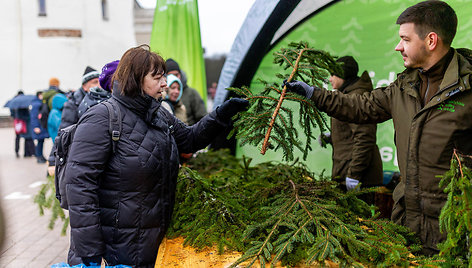 Valstybinių miškų urėdijos miškininkų organizuojama nemokamų eglės šakų dalijimo akcija