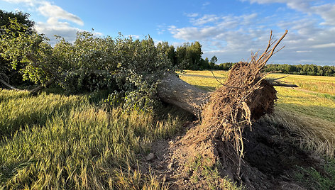 Viesulo padariniai Šiaulių rajone