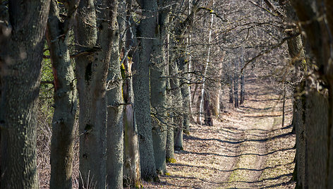 Vilkyškių ąžuolų alėja