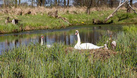Krokų lanka