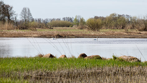 Krokų lanka