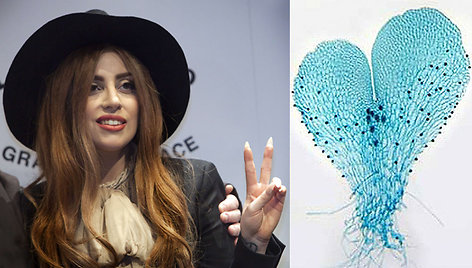 Lady Gaga ir jos vardu pavadintas papartis