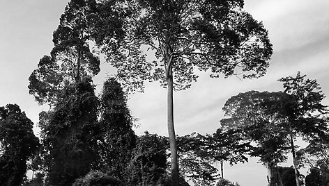 Hercogienės Catherine nuotrauka iš Borneo